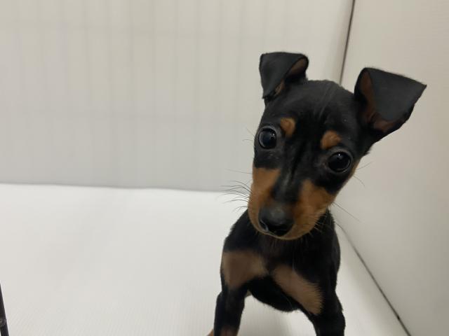 ミニチュアピンシャー