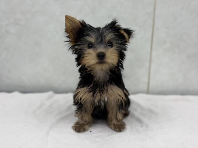 ヨークシャーテリア