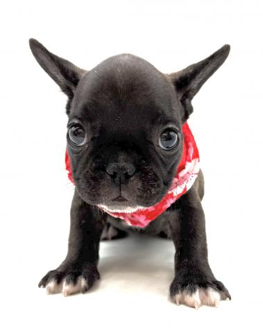 フレンチブルドッグ