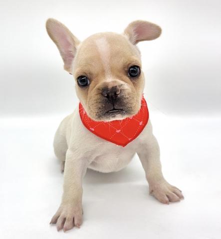 フレンチブルドッグ