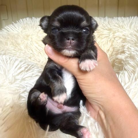 チワワ(ロングコート)