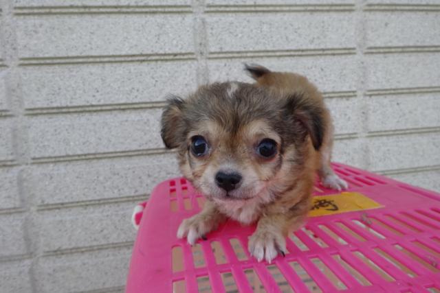 チワワ(ロングコート)