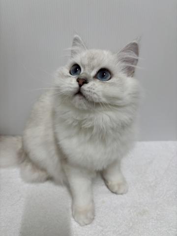 エキゾチックロングヘアー