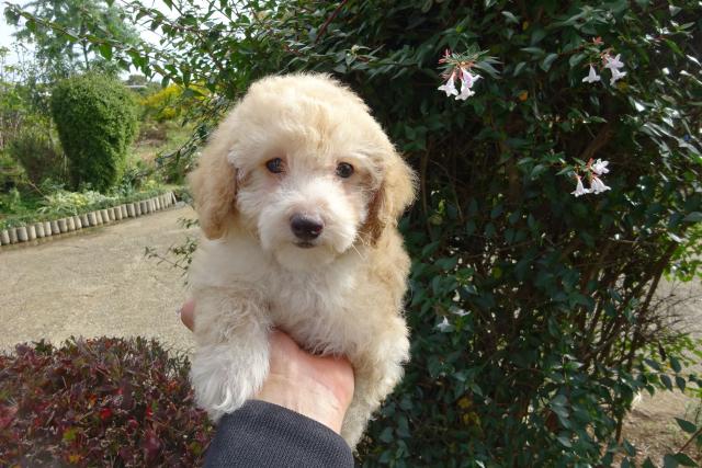 トイプードル
