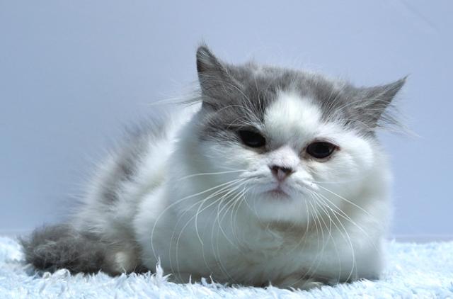 ミヌエット(旧ナポレオン)