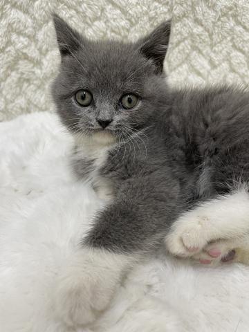 ブリティッシュショートヘア