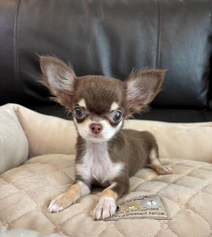 チワワ(ロングコート)