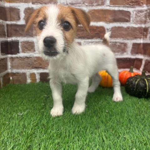 ジャックラッセルテリア