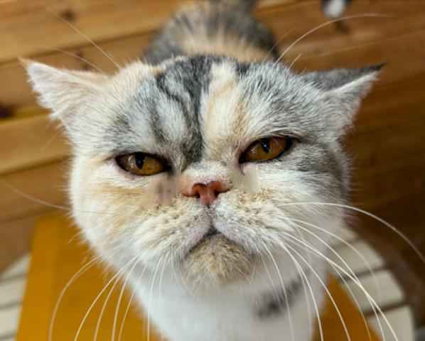 エキゾチックショートヘアー