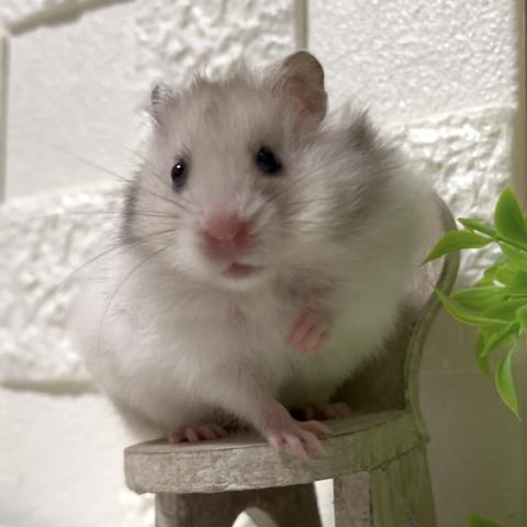 シルバー三毛　三毛ハムスター　ゴルハム  レアカラーハムスター　三毛ハムスター　長毛ハムスター　