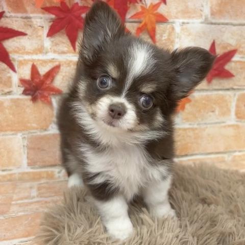 チワワ(ロングコート)