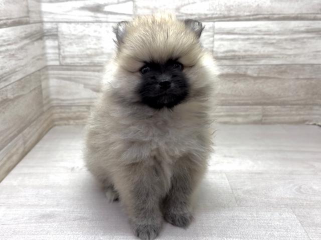 ポメラニアン