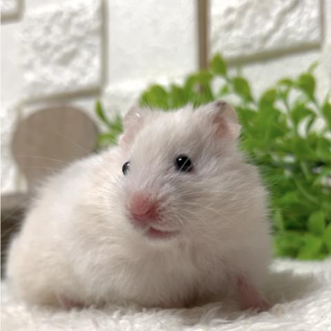 アイボリーハムスター 長毛ハムスター ゴールデンハムスター カラーハムスター 手乗りハムスター