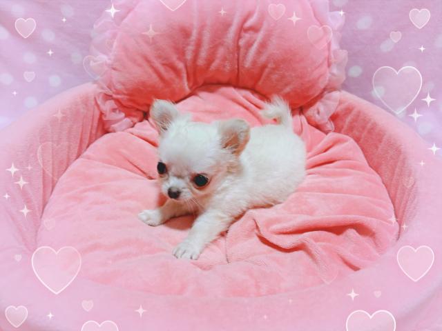 チワワ(ロングコート)