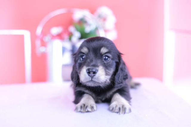 カニヘンダックスフンド ロング