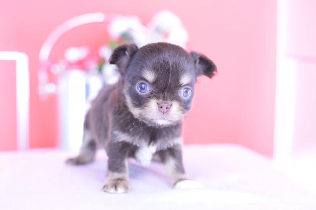 チワワ　ロング