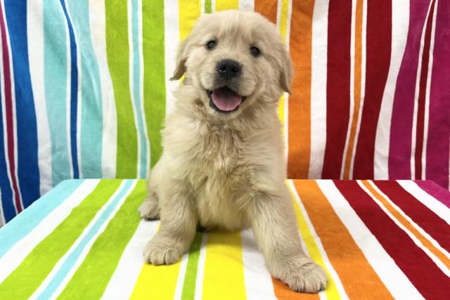 ゴールデンレトリーバー