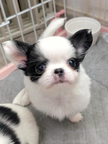 チワワ（ロングコート）