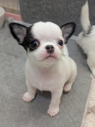 チワワ（スムースコート）