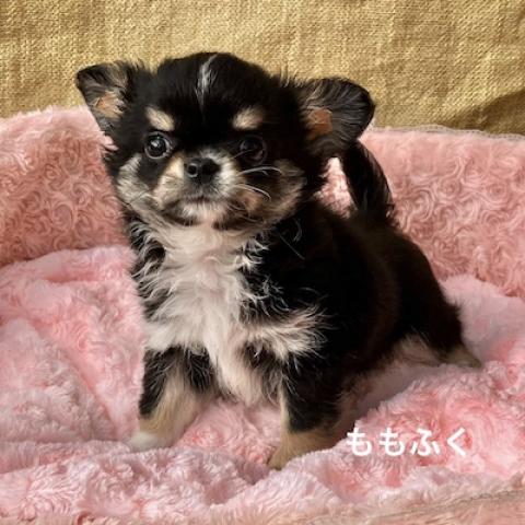 チワワ(ロングコート)