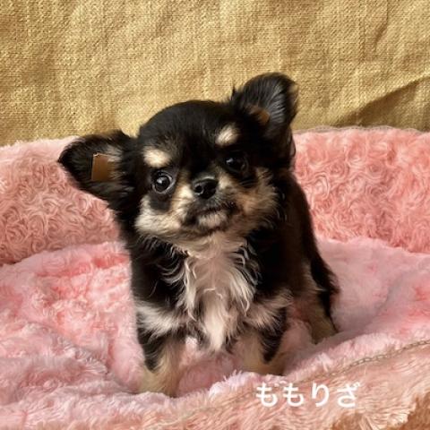 チワワ（ロングコート）