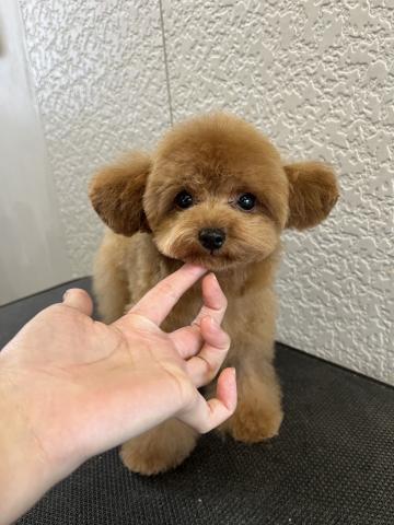 トイプードルティーカップサイズ