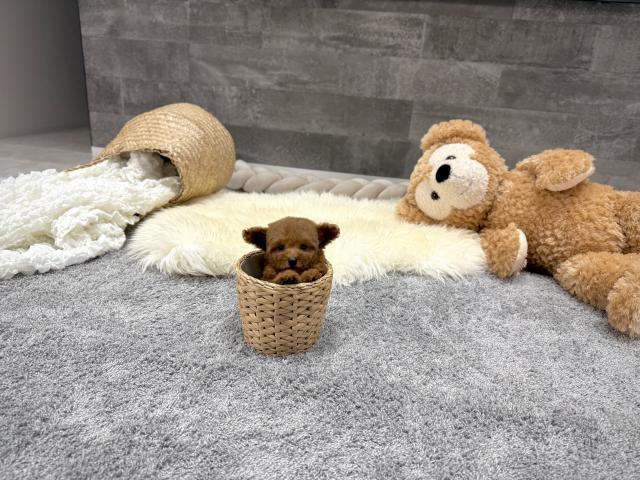 トイプードル5804