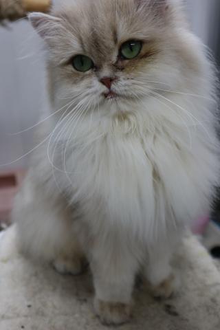 ブリティッシュロングヘアー