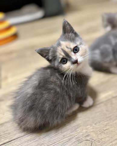 ミヌエット(旧ナポレオン)短足