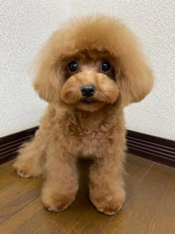 トイプードル