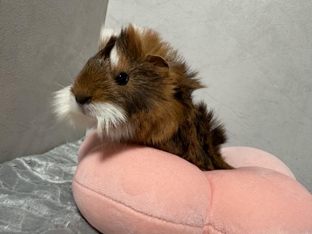 ペルビアンモルモット