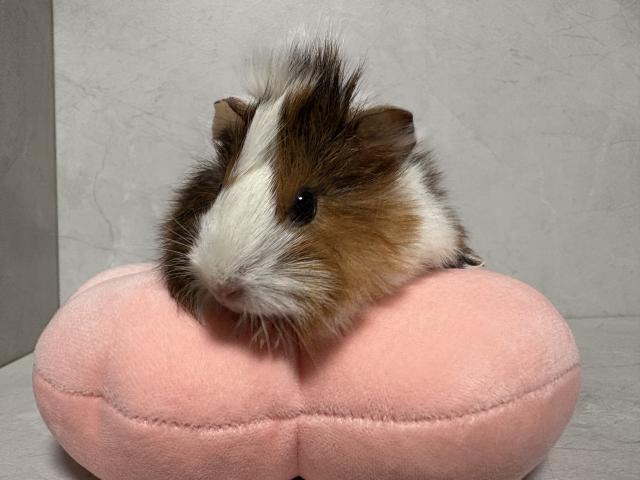 ペルビアンモルモット