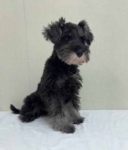 ミニチュアシュナウザー