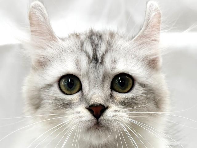 アメリカンカール