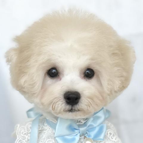 MIXマルチ×ビション