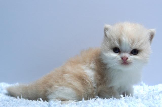 ミヌエット(旧ナポレオン)