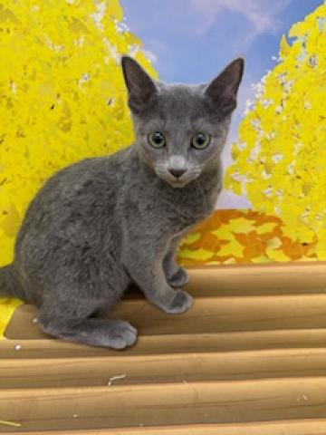 ロシアンブルー