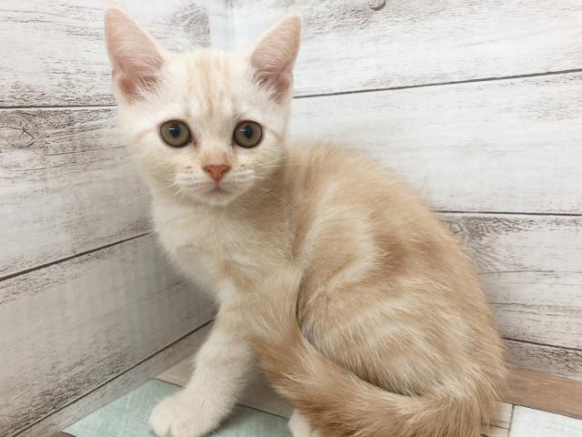 アメリカンショートヘアー