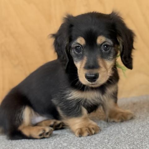 ミニチュアダックスフンド