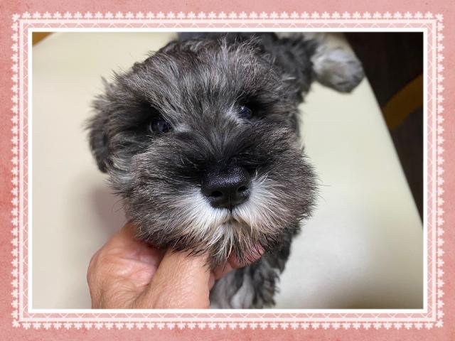 ミニチュアシュナウザー