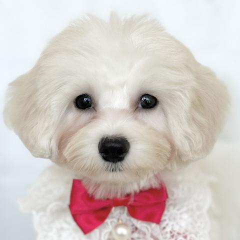 MIXマルチ×ビション