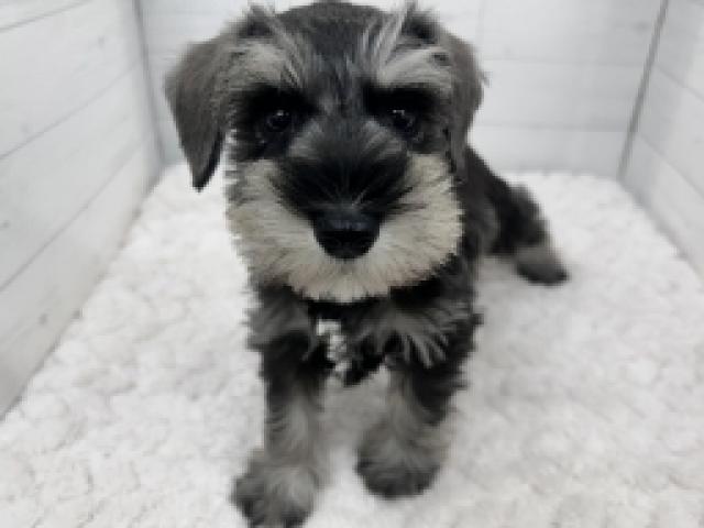 ミニチュアシュナウザー