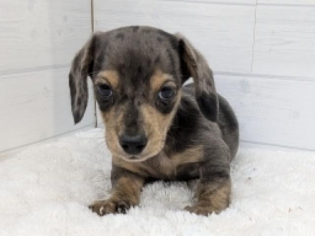 ミニチュアダックスフンド