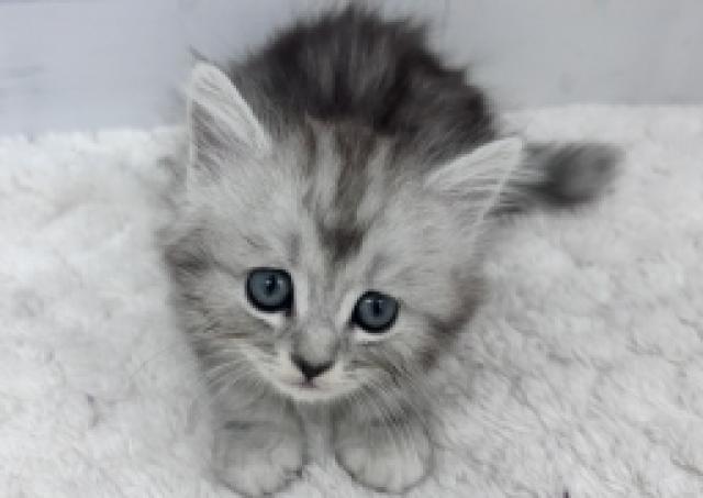 ペルシャ・ヒマラヤン