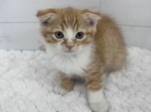 スコティッシュフォールド