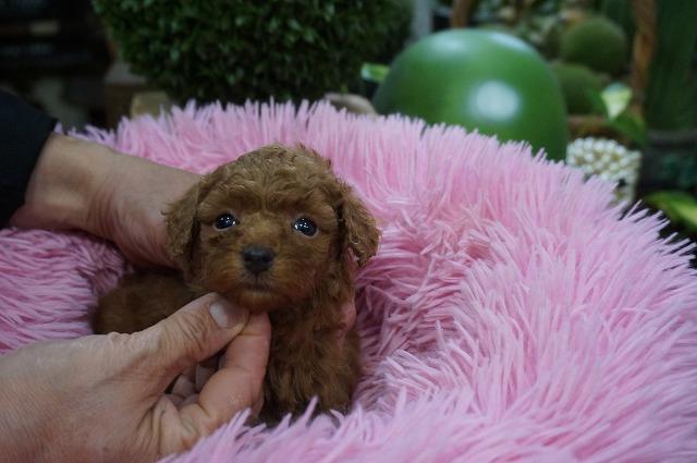 MIXチワプー10月7日生まれ