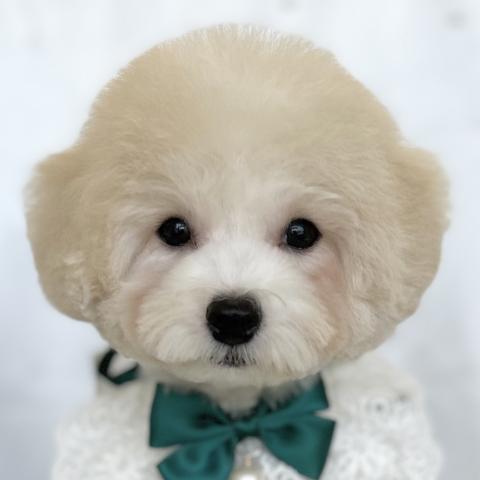 MIXマルチ×ビション