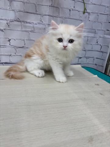 ミヌエット(旧ナポレオン)