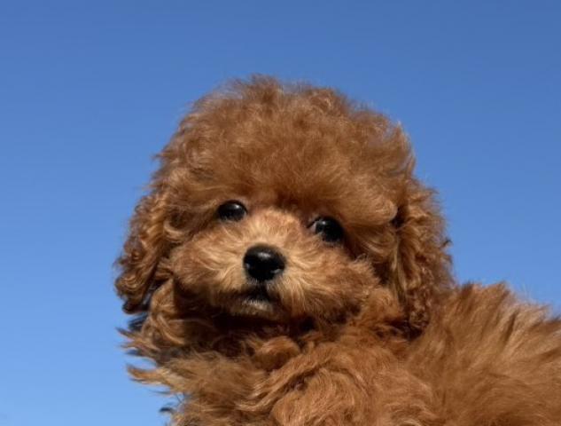 トイプードル（ティーカップ）