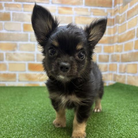 チワワ（ロングコート）